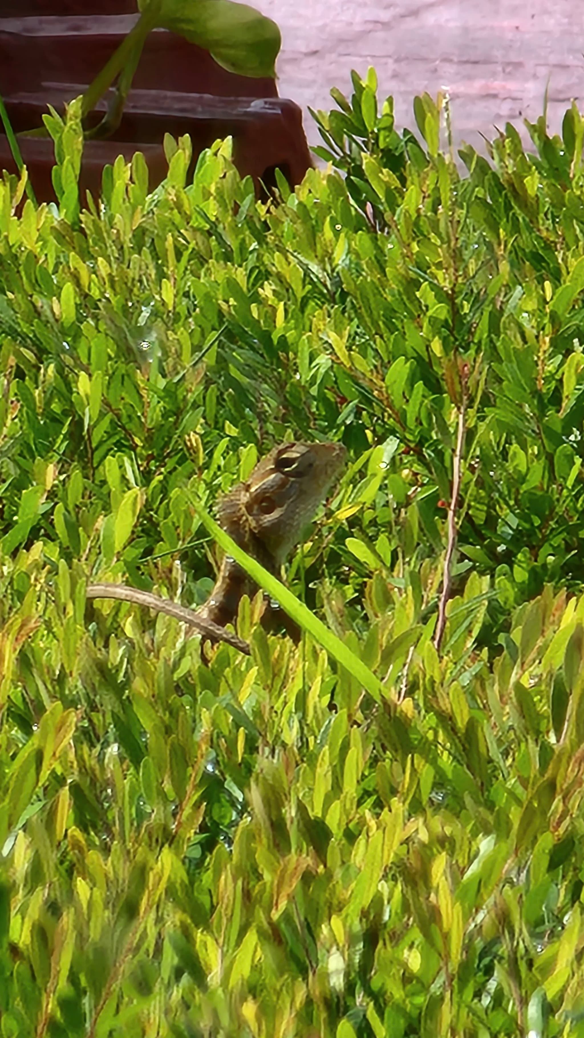 A small green lizard camouflaged among dense green foliage