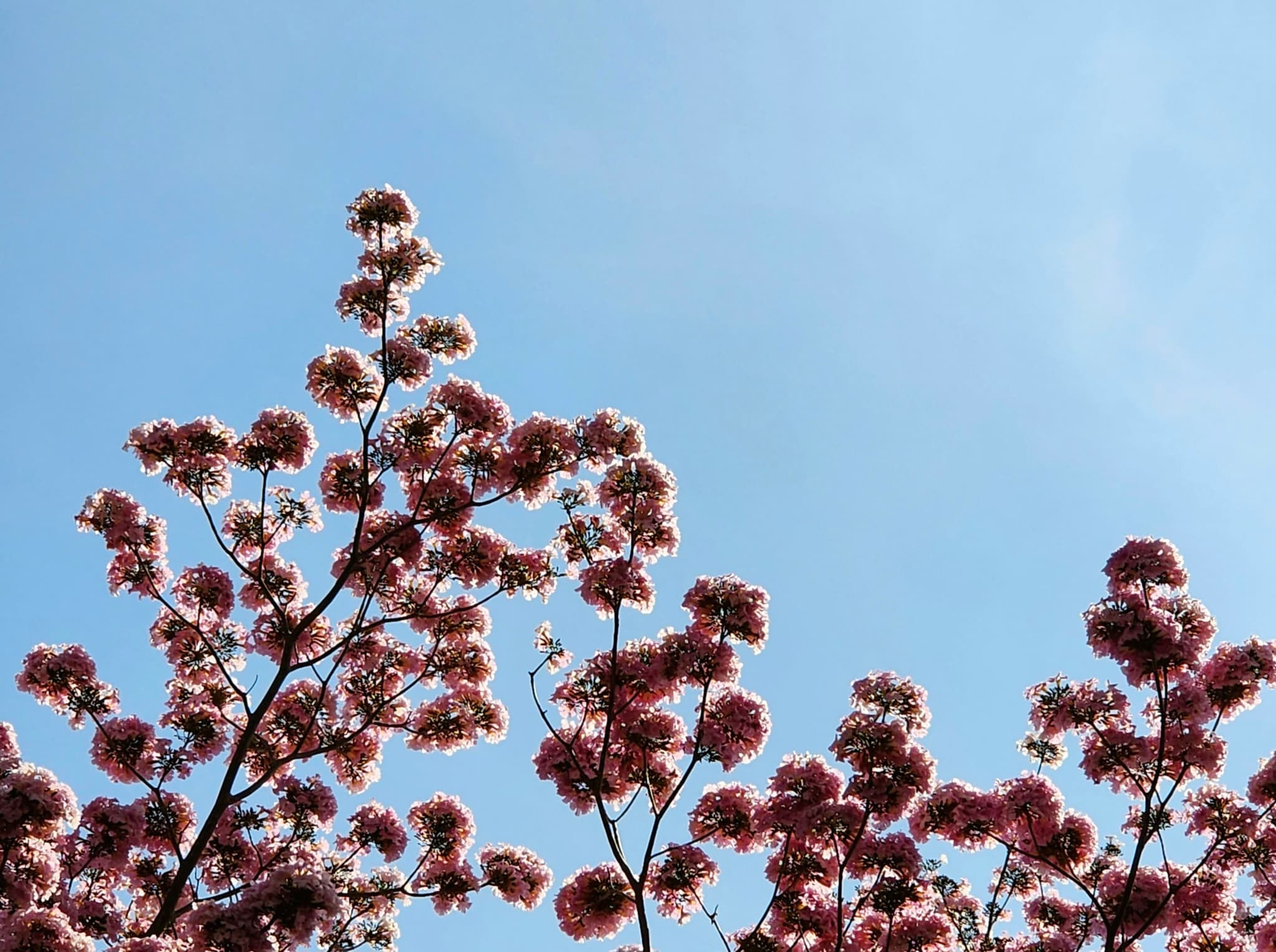 Pink flowering tree branches against a clear blue sky