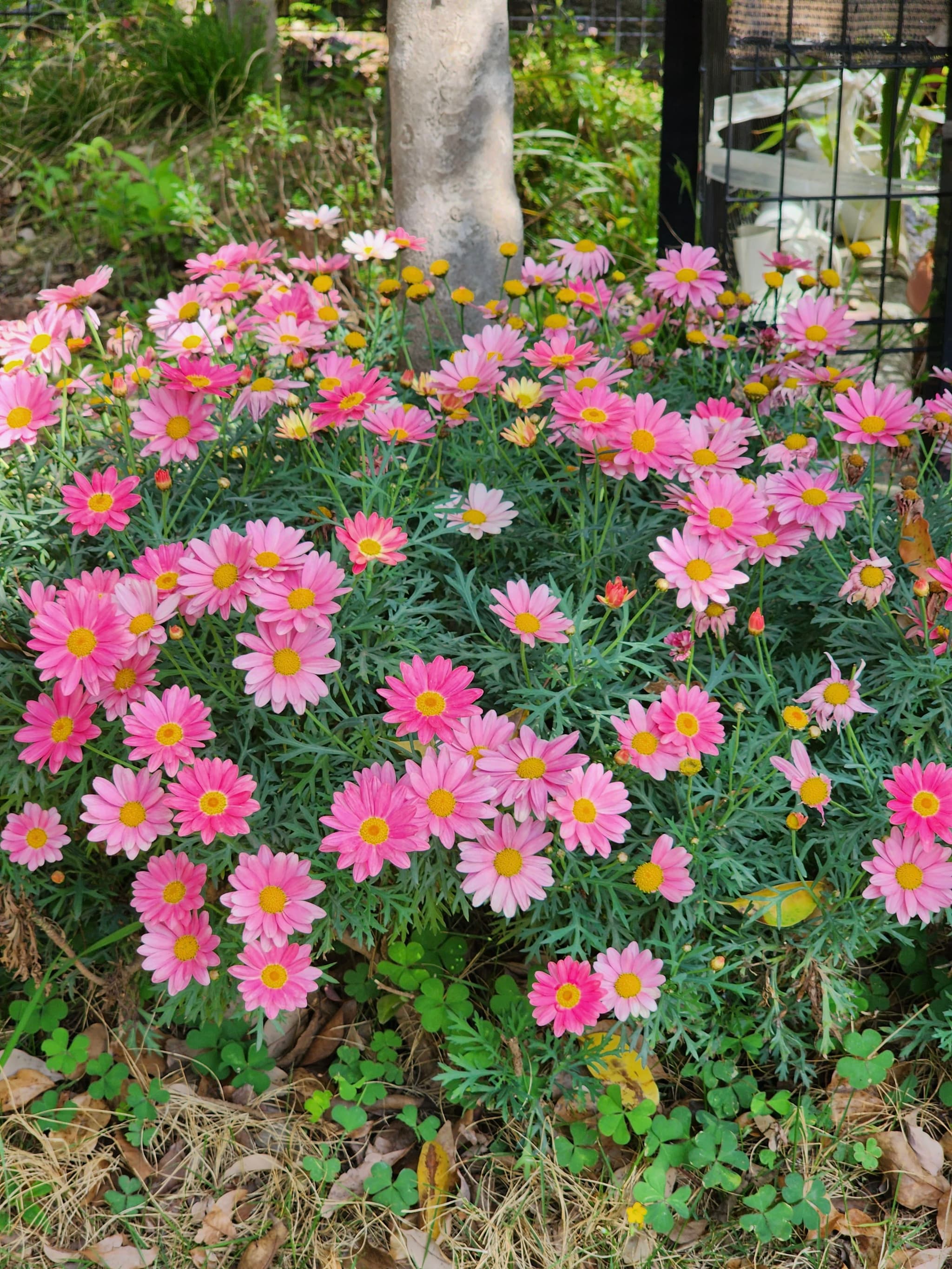 A cluster of vibrant pink flowers with yellow centers surrounded by green foliage, set in a garden with a tree trunk and a fence in the background