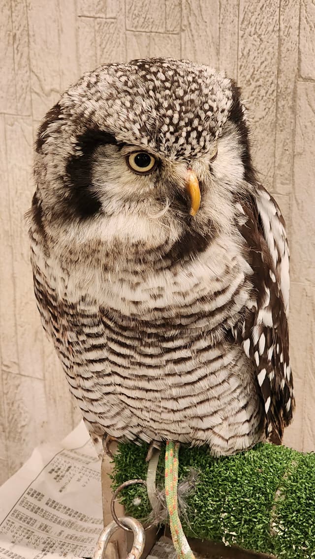 A close-up of an owl with speckled feathers and a yellow beak, perched on a green surface