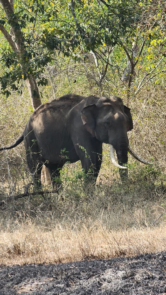 An elephant standing in a grassy area surrounded by trees and bushes