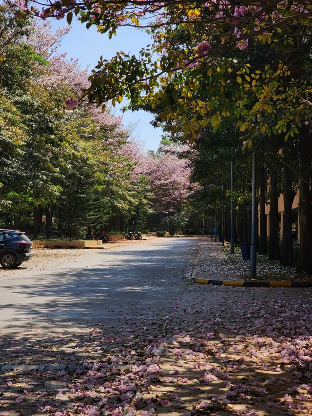 A tree-lined street with fallen pink blossoms covering the ground, a parked car, and sunlight casting shadows