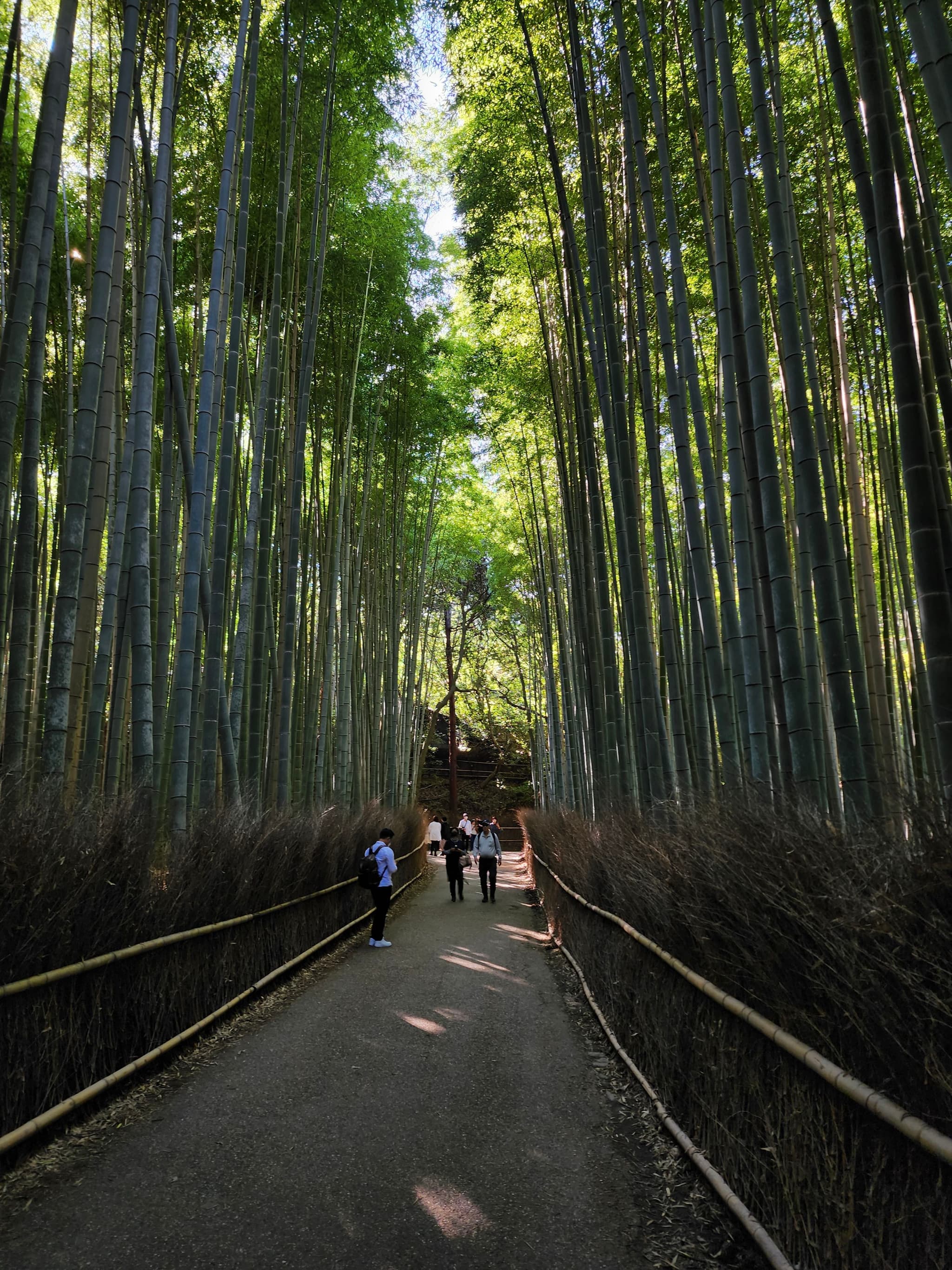 Strolling through Arashiyama Bamboo Grove, Kyoto 🌿✨