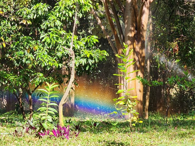 A garden scene with various trees and plants, featuring a visible rainbow created by sunlight passing through a sprinkler's water spray