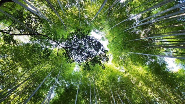 Looking up at a dense canopy of tall bamboo trees with sunlight filtering through the leaves