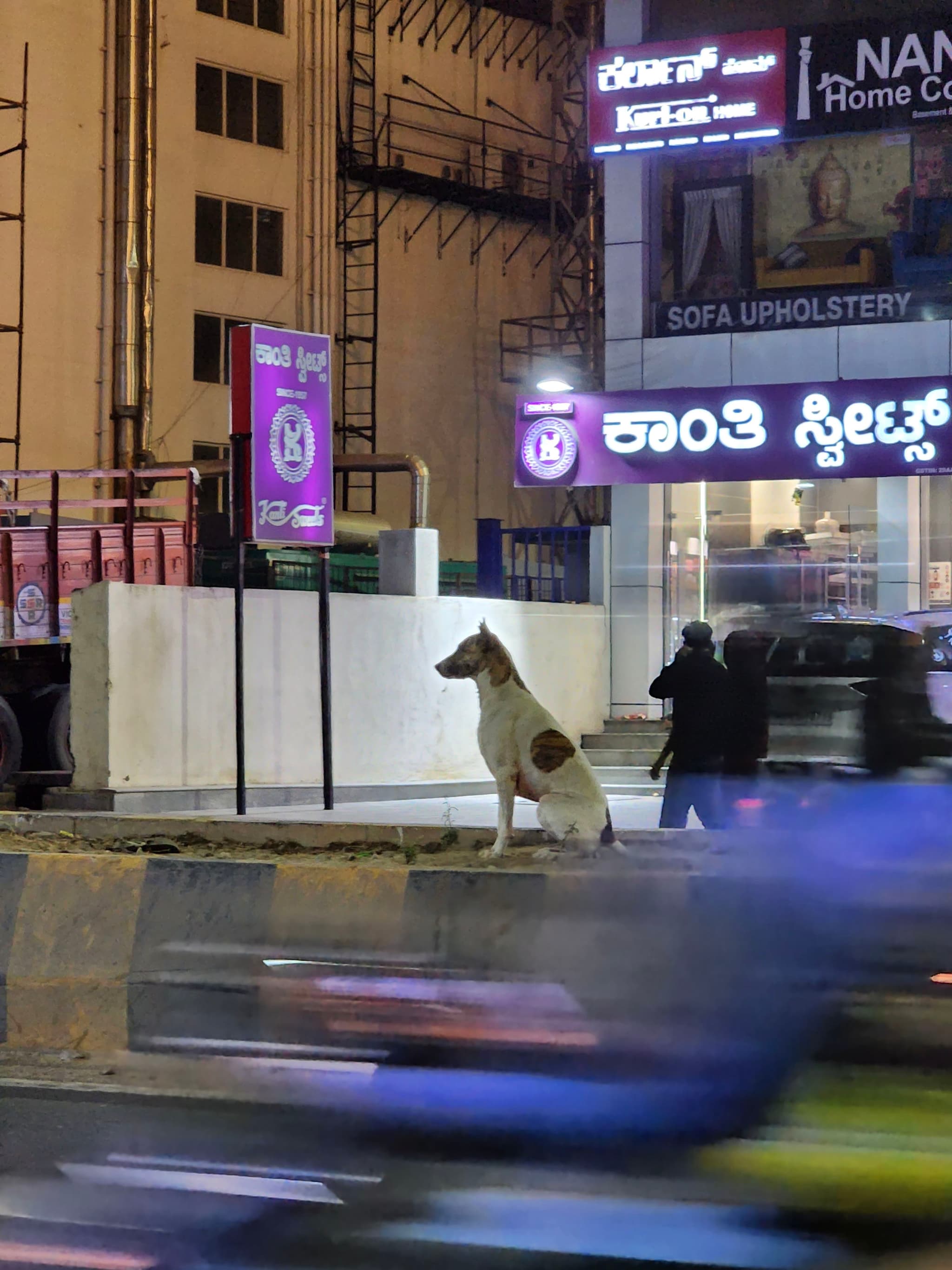 A street scene at night with a dog standing on the sidewalk, illuminated storefronts in the background, and blurred motion from passing vehicles